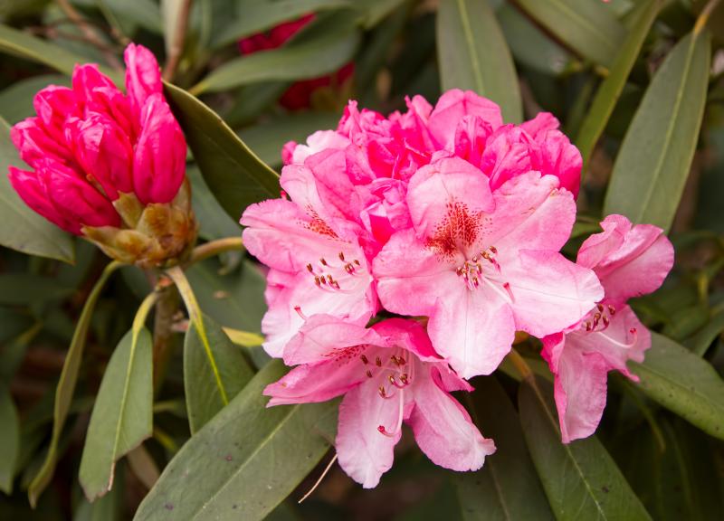 Rhododendrons come in many flower colors, including garden-pink. ADOBE STOCK PHOTO